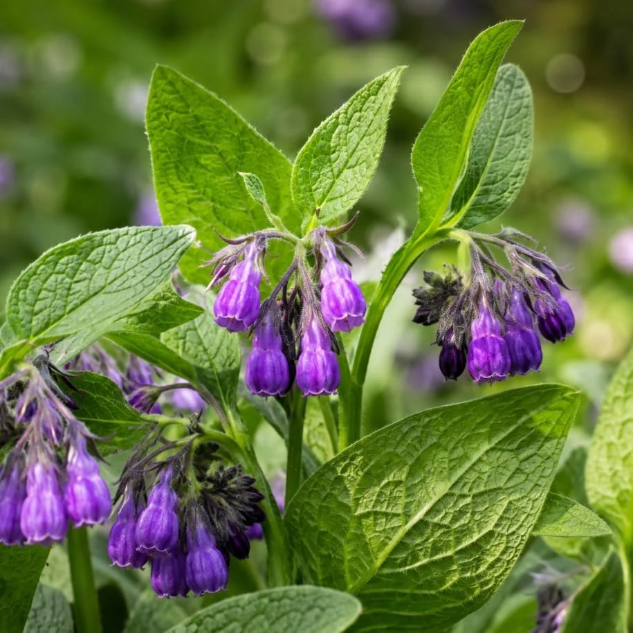 7 Bocking 14 Comfrey Root Cuttings - Perennial Herb for Garden Beds, USDA Zones 3-9 - Image 1