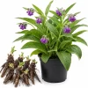7 Bocking 14 Comfrey Roots for Planting – Perennial Herb Root Cuttings Outdoor - Image 1