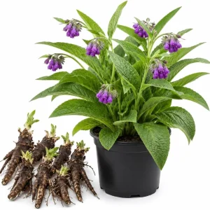 7 Bocking 14 Comfrey Roots for Planting – Perennial Herb Root Cuttings Outdoor - Image 1