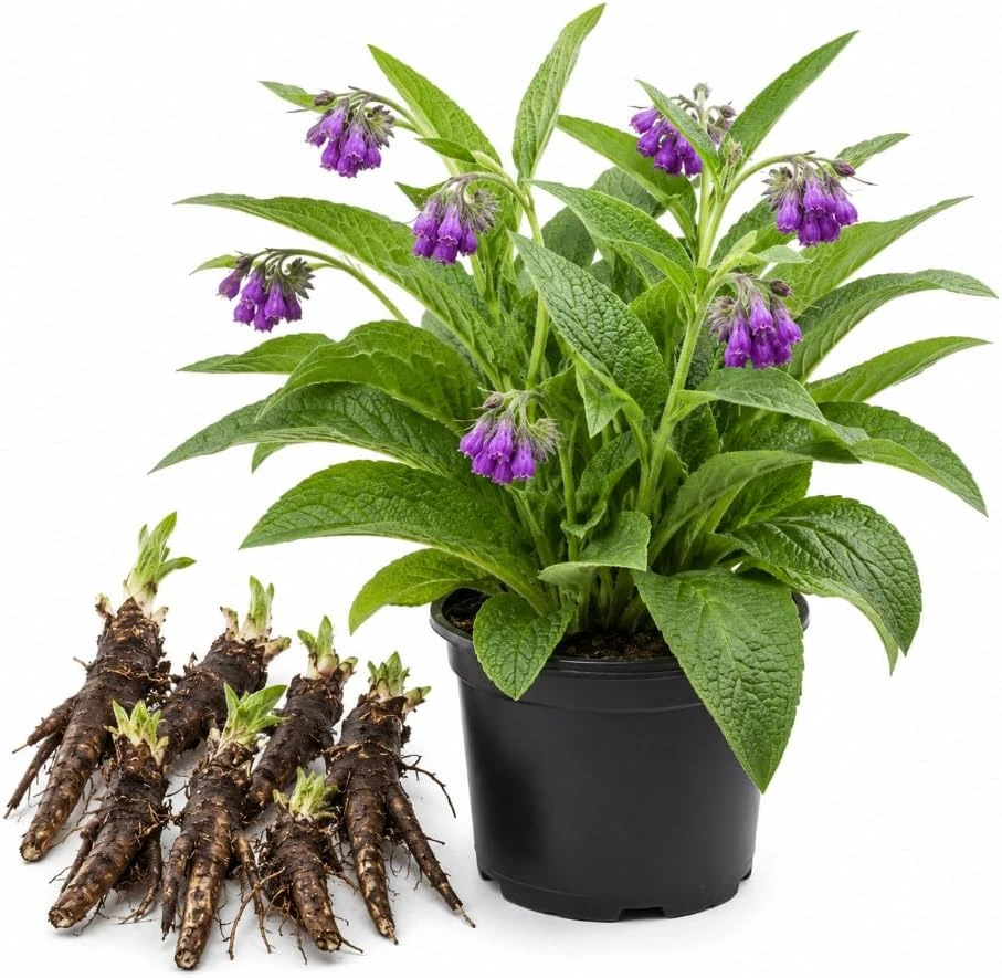7 Bocking 14 Comfrey Roots for Planting – Perennial Herb Root Cuttings Outdoor - Image 1