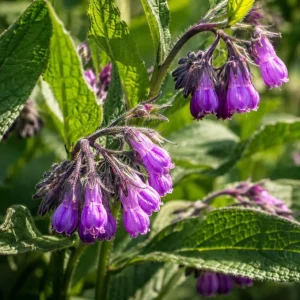 7 Bocking 14 Comfrey Roots for Planting – Perennial Herb Root Cuttings Outdoor - Image 2