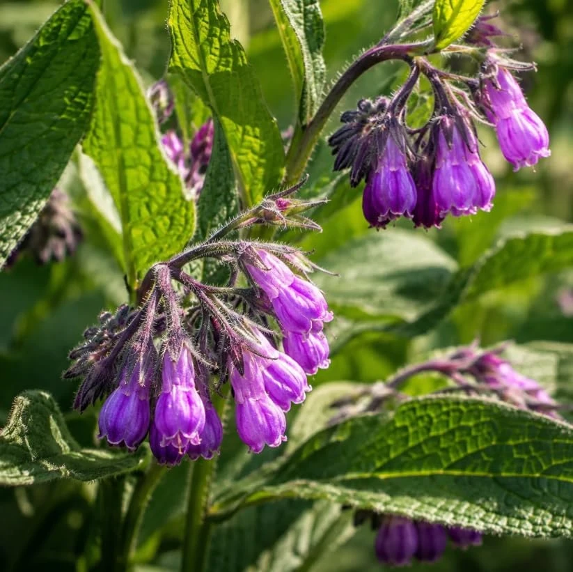 7 Bocking 14 Comfrey Roots for Planting – Perennial Herb Root Cuttings Outdoor - Image 2