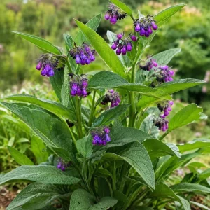 7 Bocking 14 Comfrey Roots for Planting – Perennial Herb Root Cuttings Outdoor - Image 3