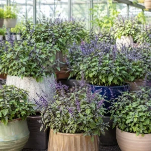 African Blue Basil Live Plant – Aromatic Herb for Garden & Culinary, 2-4 Inch Tall - Image 4