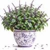 African Blue Basil Live Plant – Aromatic Herb for Garden & Culinary, 2-4 Inch Tall - Image 1