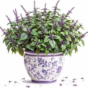 African Blue Basil Live Plant – Aromatic Herb for Garden & Culinary, 2-4 Inch Tall - Image 1
