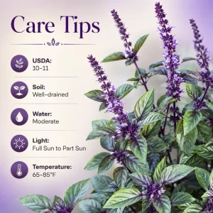 African Blue Basil Live Plant – Aromatic Herb for Garden & Culinary, 2-4 Inch Tall - Image 5