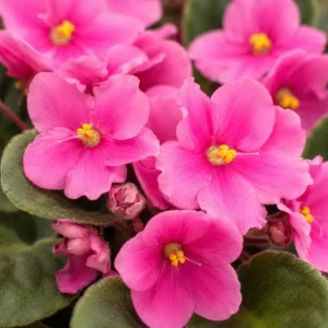 African Violet Live Plant – Pink Flowers, 3-5 Inches Tall, 4 Inch Pot, Indoor Houseplant - Image 2