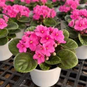 African Violet Live Plant – Pink Flowers, 3-5 Inches Tall, 4 Inch Pot, Indoor Houseplant - Image 3