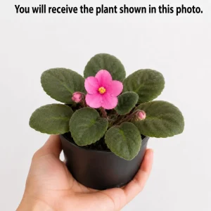 African Violet Live Plant – Pink Flowers, 3-5 Inches Tall, 4 Inch Pot, Indoor Houseplant - Image 4