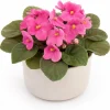 African Violet Live Plant – Pink Flowers, 3-5 Inches Tall, 4 Inch Pot, Indoor Houseplant - Image 1