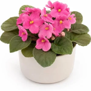 African Violet Live Plant – Pink Flowers, 3-5 Inches Tall, 4 Inch Pot, Indoor Houseplant - Image 1