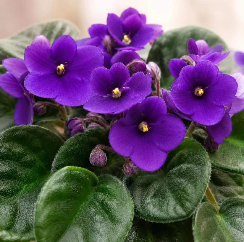 African Violet Live Plant – Purple Flowers – 3-5 Inches Tall – 4 Inch Pot – Potted Houseplant - Image 2
