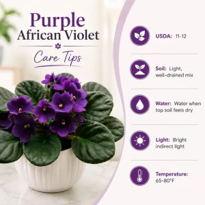 African Violet Live Plant – Purple Flowers – 3-5 Inches Tall – 4 Inch Pot – Potted Houseplant - Image 4