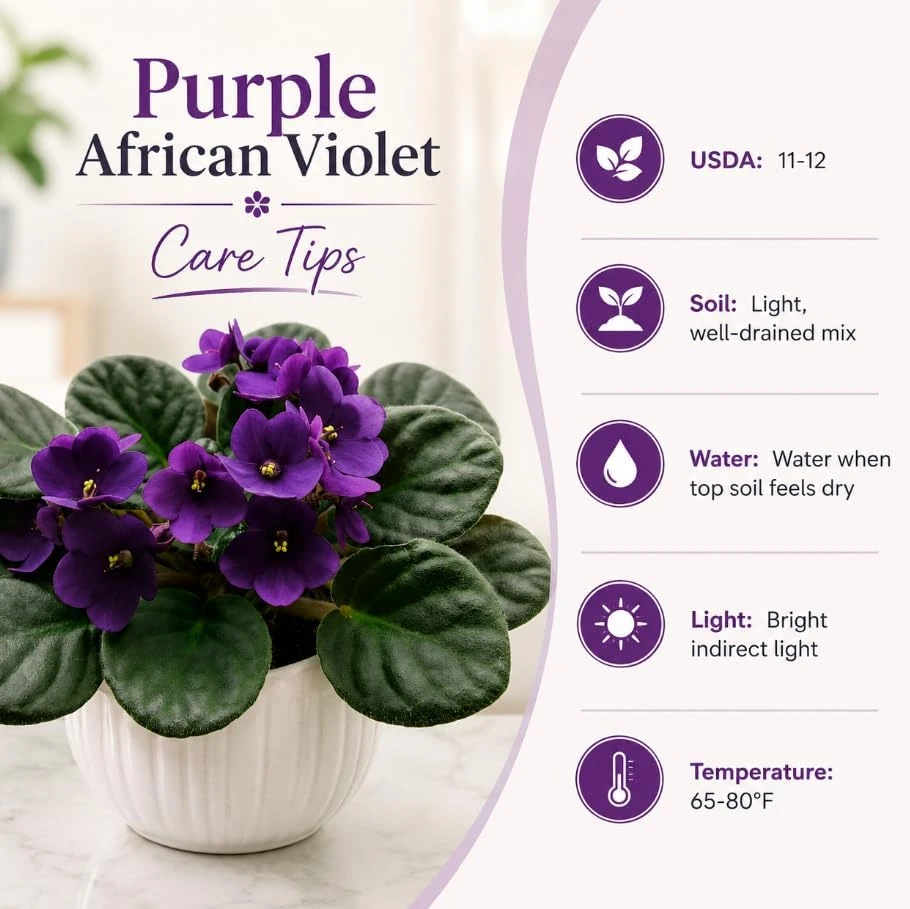 African Violet Live Plant – Purple Flowers – 3-5 Inches Tall – 4 Inch Pot – Potted Houseplant - Image 4