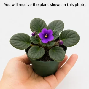 African Violet Live Plant – Purple Flowers – 3-5 Inches Tall – 4 Inch Pot – Potted Houseplant - Image 5