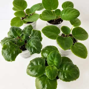 African Violet Live Plant – Purple Flowers – 3-5 Inches Tall – 4 Inch Pot – Potted Houseplant - Image 6