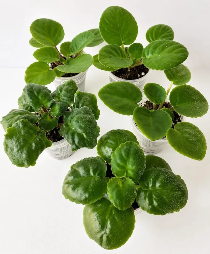 African Violet Live Plant – Purple Flowers – 3-5 Inches Tall – 4 Inch Pot – Potted Houseplant - Image 6