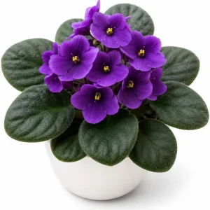 African Violet Live Plant – Purple Flowers – 3-5 Inches Tall – 4 Inch Pot – Potted Houseplant - Image 1