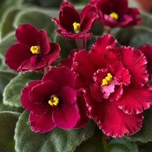 African Violet Live Plant Red Flowers, 3-5 Inches, 4 Inch Pot, Potted Houseplant - Image 2