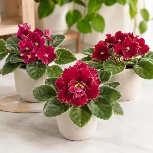 African Violet Live Plant Red Flowers, 3-5 Inches, 4 Inch Pot, Potted Houseplant - Image 4