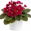 African Violet Live Plant Red Flowers, 3-5 Inches, 4 Inch Pot, Potted Houseplant - Image 1