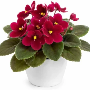 African Violet Live Plant Red Flowers, 3-5 Inches, 4 Inch Pot, Potted Houseplant - Image 1