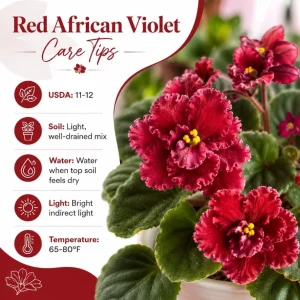 African Violet Live Plant Red Flowers, 3-5 Inches, 4 Inch Pot, Potted Houseplant - Image 6