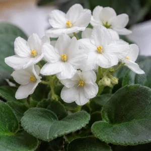 African Violet Live Plant - White Flowers, 3-5 Inches Tall in 4 Inch Pot - Indoor Houseplant - Image 2