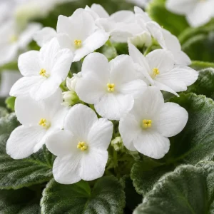 African Violet Live Plant - White Flowers, 3-5 Inches Tall in 4 Inch Pot - Indoor Houseplant - Image 3