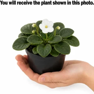 African Violet Live Plant - White Flowers, 3-5 Inches Tall in 4 Inch Pot - Indoor Houseplant - Image 4