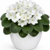 African Violet Live Plant - White Flowers, 3-5 Inches Tall in 4 Inch Pot - Indoor Houseplant - Image 1