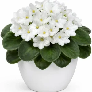 African Violet Live Plant - White Flowers, 3-5 Inches Tall in 4 Inch Pot - Indoor Houseplant - Image 1