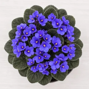 African Violet Live Plant with Blue Flowers, 3-5 Inches Tall, 4 Inch Pot - Compact Indoor Houseplant - Image 3