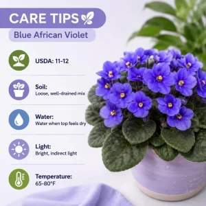 African Violet Live Plant with Blue Flowers, 3-5 Inches Tall, 4 Inch Pot - Compact Indoor Houseplant - Image 6