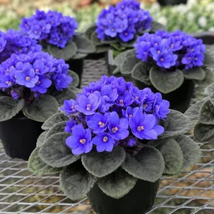 African Violet Live Plant with Blue Flowers, 3-5 Inches Tall, 4 Inch Pot - Compact Indoor Houseplant - Image 7
