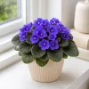 African Violet Live Plant with Blue Flowers, 3-5 Inches Tall, 4 Inch Pot - Compact Indoor Houseplant - Image 1
