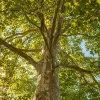 American Sycamore Live Plants - Set of 2, 6-12 Inch Tall Trees, Quart Pot, Outdoor - Image 1