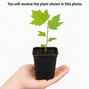 American Sycamore Live Tree Plant - 6-12 Inch Tall - Quart Pot - Outdoor - Image 2
