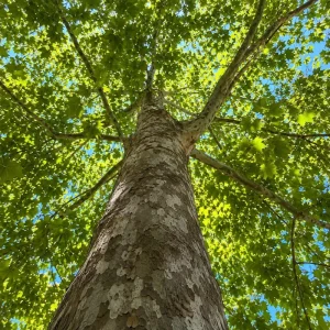 American Sycamore Live Tree Plant - 6-12 Inch Tall - Quart Pot - Outdoor - Image 3
