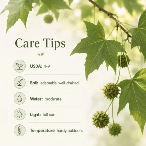 American Sycamore Live Tree Plant - 6-12 Inch Tall - Quart Pot - Outdoor - Image 4