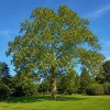 American Sycamore Live Tree Plant - 6-12 Inch Tall - Quart Pot - Outdoor - Image 1