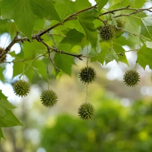 American Sycamore Live Tree Plant - 6-12 Inch Tall - Quart Pot - Outdoor - Image 5