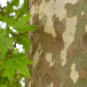 American Sycamore Live Tree Plant - 6-12 Inch Tall - Quart Pot - Outdoor - Image 6