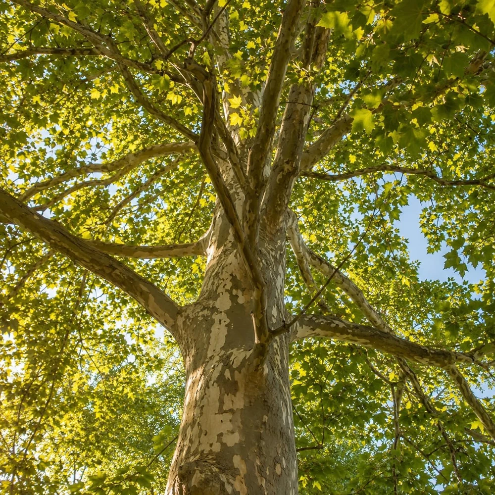 American Sycamore Live Tree Plant - 6-12 Inch Tall - Quart Pot - Outdoor - Image 7