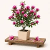 Ann Magnolia Tree Live Plant - Fragrant Magnolia Bush, 2.5 Inch Pot, 5-10 Inch Tall, Outdoor - Image 1