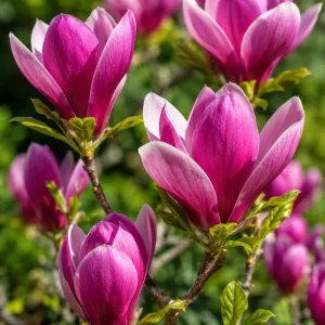 Ann Magnolia Tree Live Plants, Set of 2, 2.5 Inch Pot, Fragrant Flowering Bush, 5-10 Inches Tall, Outdoor - Image 3