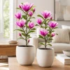 Ann Magnolia Tree Live Plants, Set of 2, 2.5 Inch Pot, Fragrant Flowering Bush, 5-10 Inches Tall, Outdoor - Image 1