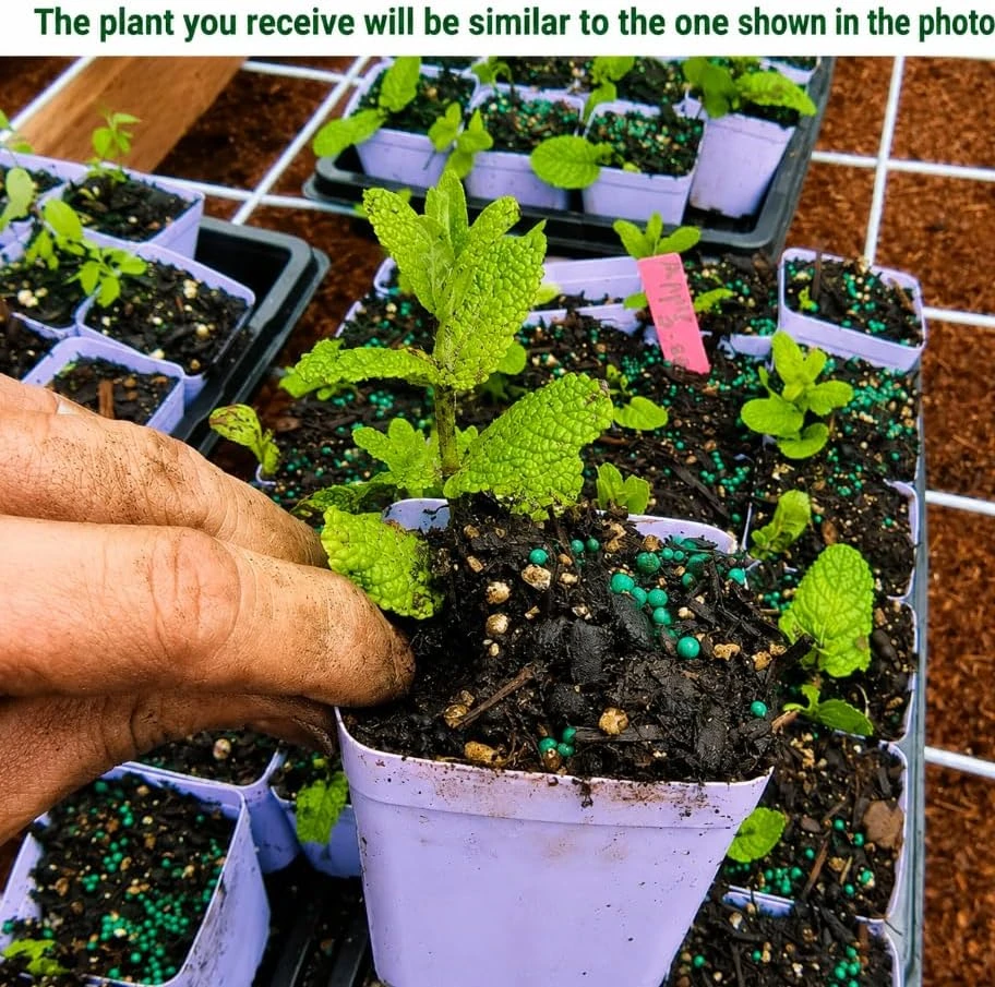 Apple Mint Live Plant 2-4 Inch Tall - Fragrant Herb for Home Garden - Image 2