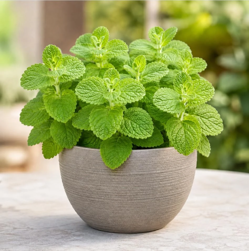 Apple Mint Live Plant 2-4 Inch Tall - Fragrant Herb for Home Garden - Image 5